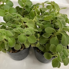 多肉植物　アロマティカス　　　の画像