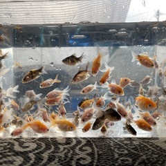 【キャンセルが出た為、新たに投稿いたしました】琉金の稚魚　写真に写っている個体全ての画像