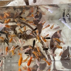 【キャンセルが出た為、新たに投稿いたしました】琉金の稚魚　写真に写っている個体全ての画像