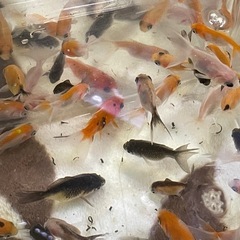 【キャンセルが出た為、新たに投稿いたしました】琉金の稚魚　写真に写っている個体全ての画像