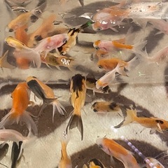 【キャンセルが出た為、新たに投稿いたしました】琉金の稚魚　写真に写っている個体全ての画像