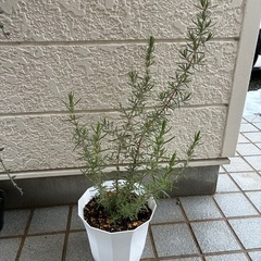ハーブ🌿ローズマリー・ピンクの画像