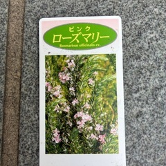 ハーブ🌿ローズマリー・ピンクの画像