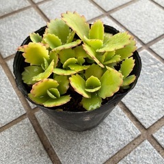 多肉・子宝草・黒ポット植えの画像