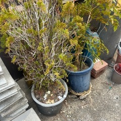 ブロック　レンガ　植木あげます‼️の画像