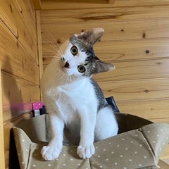 保護猫　7ヶ月　雄　