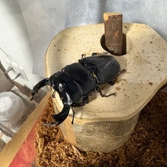 アンタエウスオオクワガタの画像