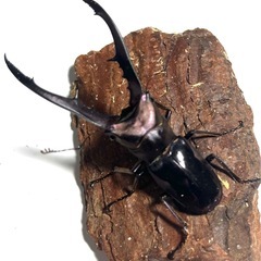 メタリフェルホソアカクワガタの幼虫の画像