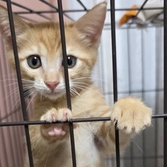 予約不要！神奈川県内最大級　葉山ねこねこランド保護猫譲渡会！お問...