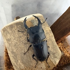 オオクワガタの画像