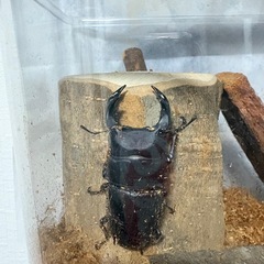 オオクワガタの画像