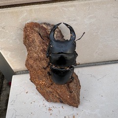 オオクワガタの画像