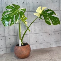 モンステラ・タイ・コンステレーション美株/デザイン陶器鉢の画像