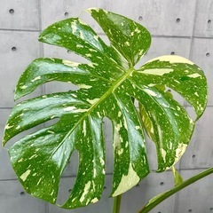 モンステラ・タイ・コンステレーション美株/デザイン陶器鉢の画像