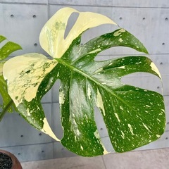 モンステラ・タイ・コンステレーション美株/デザイン陶器鉢の画像