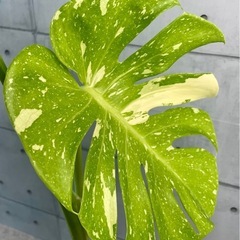 モンステラ・タイ・コンステレーション美株/デザイン陶器鉢の画像