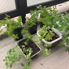 和ハッカ（ニホンハッカ）の画像