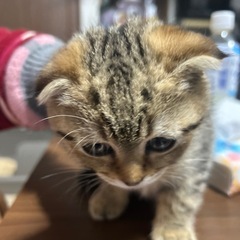 里親募集します