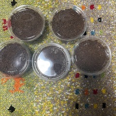 ニジイロクワガタ　紫紺　　幼虫の画像