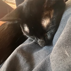 黒猫くん♩ 里親さん募集中