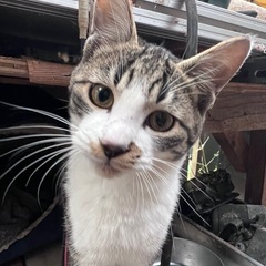 生後5〜6ヶ月くらい甘えん坊のキジシロくん