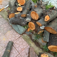 桜の木　工作その他の画像