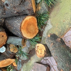 桜の木　工作その他の画像