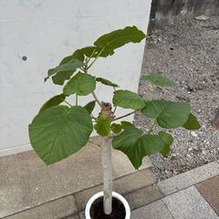 植物お譲りします！1,000円の画像