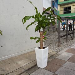 植物お譲りします！1,000円の画像