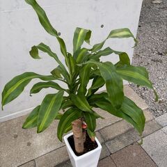 植物お譲りします！1,000円の画像
