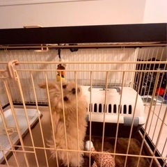 【組立不要・引取限定】定価3.3万 コジマ購入 美品ケージ（トイレ成功の縁起物！）
の画像