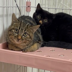 子猫 姉妹 キジトラ 黒猫 3ヶ月ぐらい のあとるな