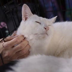 白猫　人なれ抜群