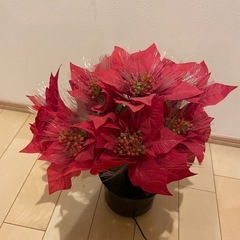 クリスマスポインセチアの画像