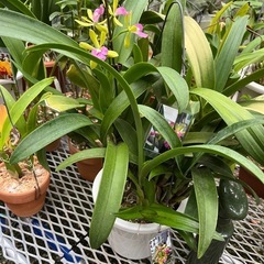 代理出品 蘭の花 ③の画像