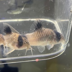 コリドラスパンダ5匹セットの画像