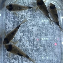 コリドラスパンダ5匹セットの画像