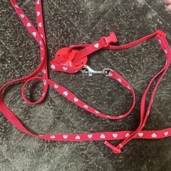 猫のリードの画像