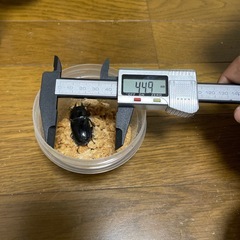 オオクワガタ♀44.9の画像