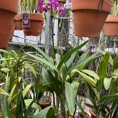 代理出品 蘭の花 ④の画像