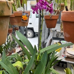 代理出品 蘭の花 ④の画像