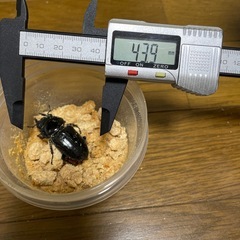 オオクワガタ♀43.9の画像
