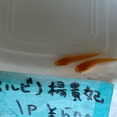 鱗緑メダカ　の画像