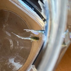 鱗緑メダカ　の画像