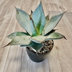 アガベ　チタノタ　ブラックアンドブルー　大株の画像