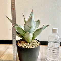 アガベ　チタノタ　ブラックアンドブルー　大株の画像