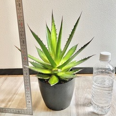 アガベ　ホリダ　大株の画像