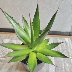 アガベ　ホリダ　大株の画像