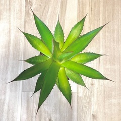 アガベ　ホリダ　大株の画像