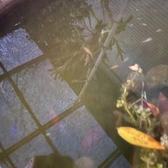 ミックスメダカ　No. 44の画像